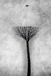 679 - MY DENDROLOGY - DUBIEL CEZARY - poland <div